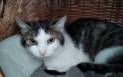 Norbert-Wohnungshaltung
