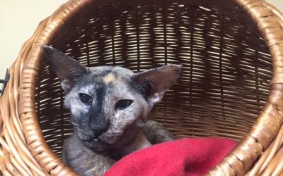 Minou