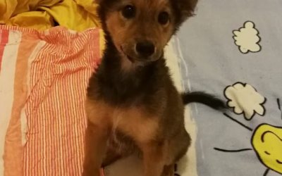 Elli