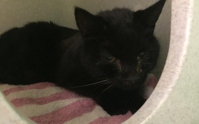 Fundkatze Alveslohe