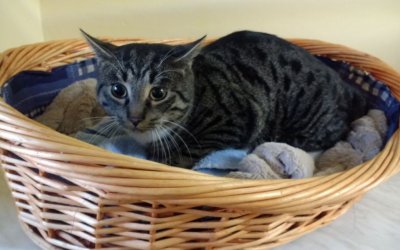Max – Wohnungshaltung