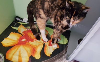 Fundkatze Kaltenkirchen
