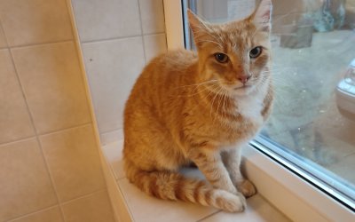 Fundkater- Henstedt-Ulzburg