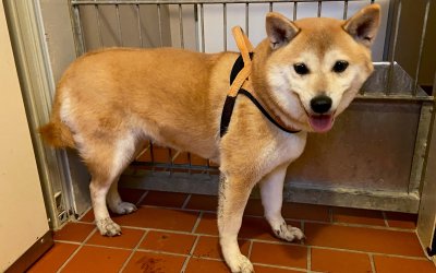Shiba Inu Norderstedt