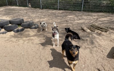 Fünf Hunde aus Odessa sind im Tierheim angekommen