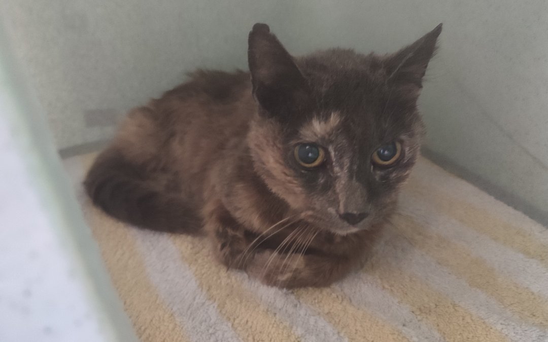 Fundkatze – Norderstedt