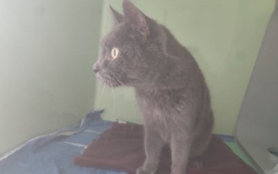 Fundkatze –  Alveslohe