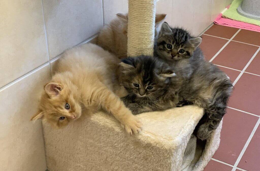 kitten-tierheim-henstedt-ulzburg
