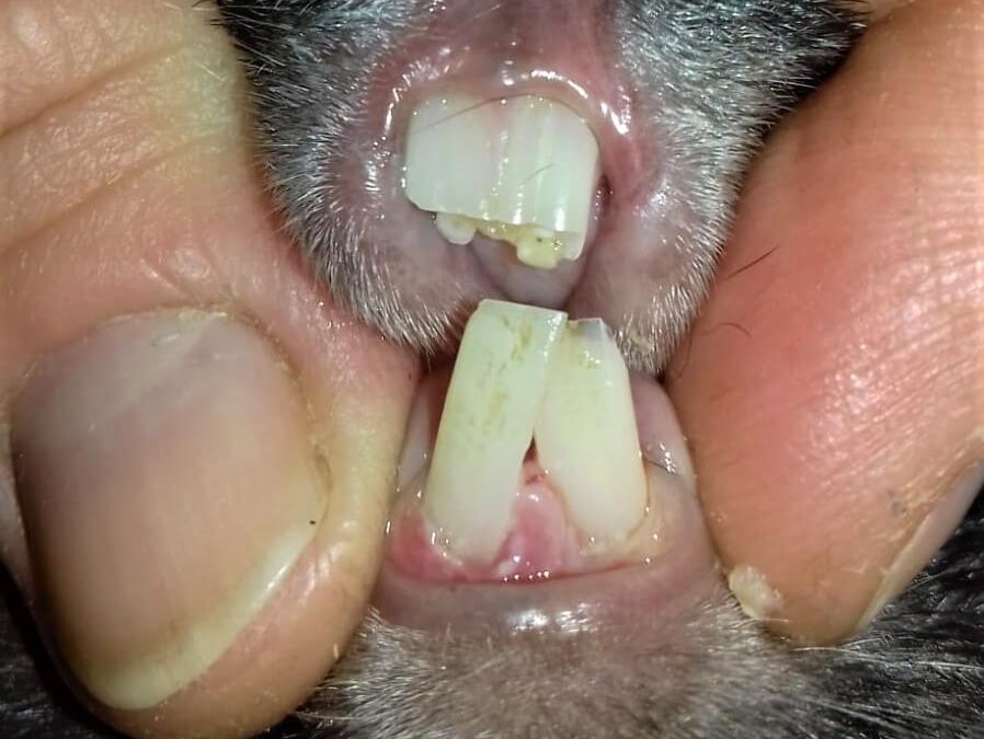 Zahnis- suchen Paten