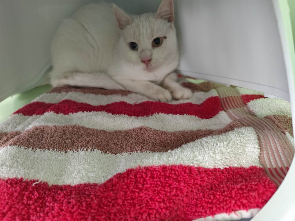 Fundkatze rene