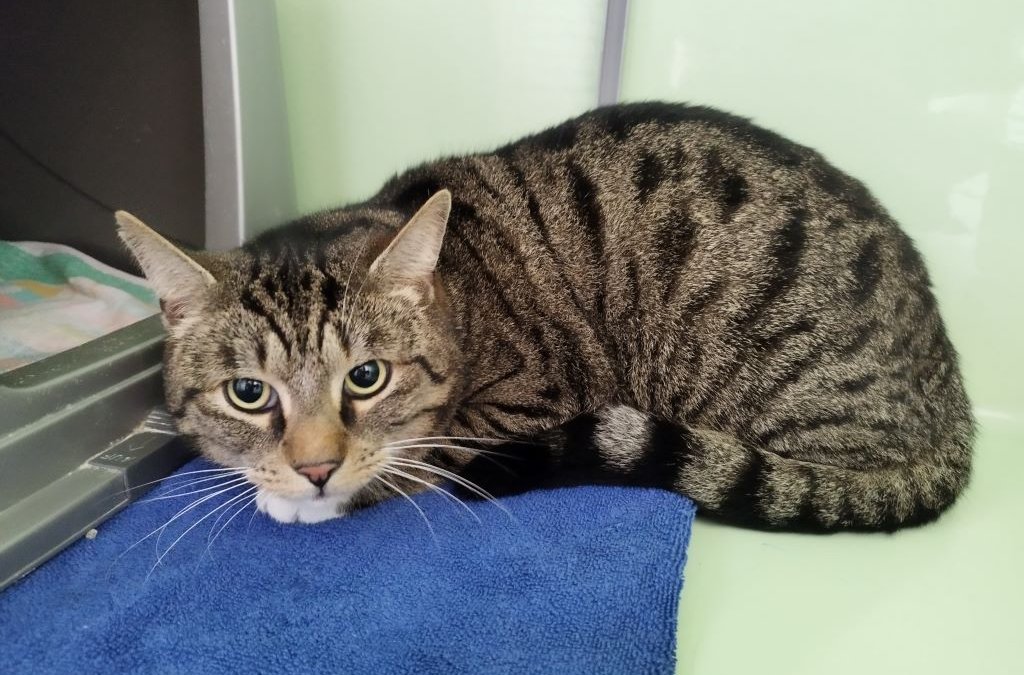 Fundkatze aus Norderstedt