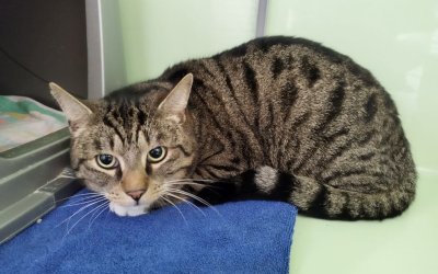 Fundkatze aus Norderstedt