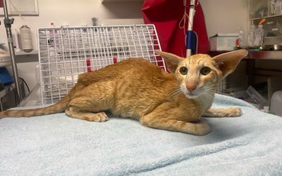 Fundkater Kaltenkirchen