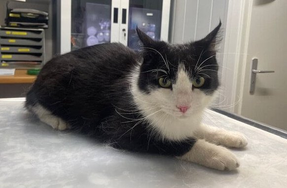 Fundkater Norderstedt