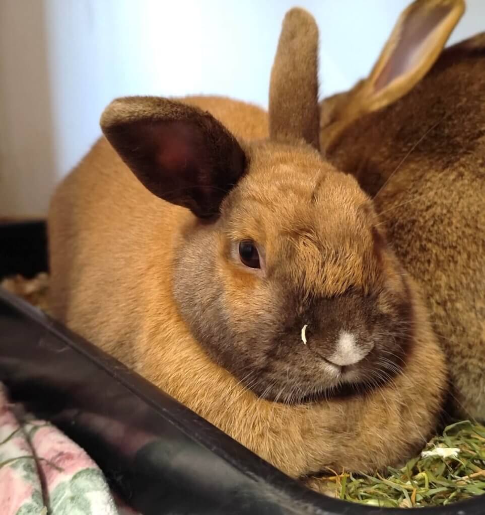Bruno