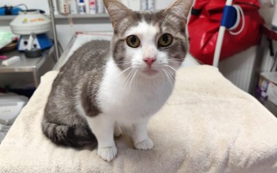 Fundkater – Norderstedt