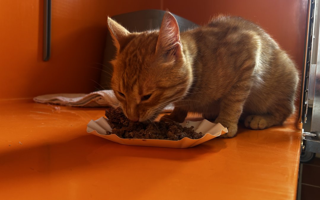 Fundkater Norderstedt