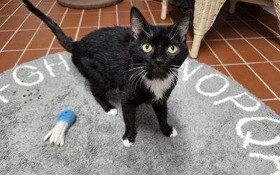 Chester – Pflegestelle in Wohnungshaltung und gesichertem Freigang