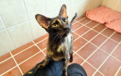 Zara – Pflegestelle mit Haus und gesichertem Freigang – NOTFALL