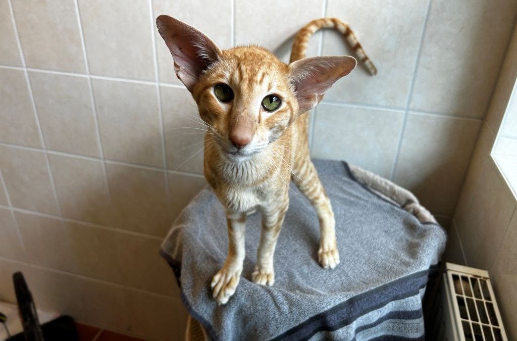 Milo (Pflegestelle zusammen mit Ferris)