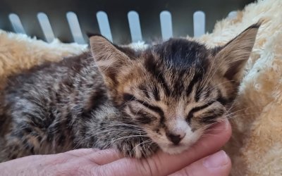 Fundkitte – Schmalfeld