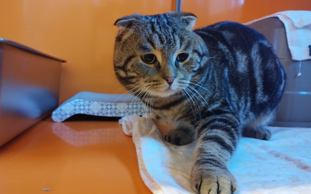 Fundkater