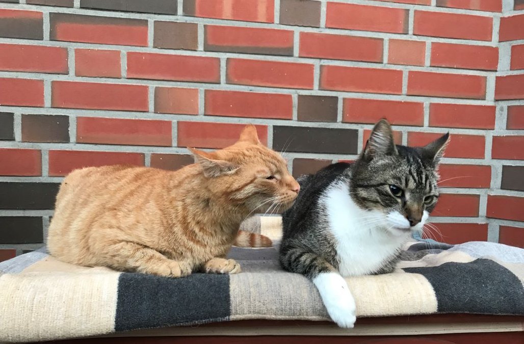 Hugo und Loui suchen..