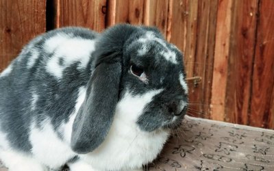 Dumbo – sucht Paten