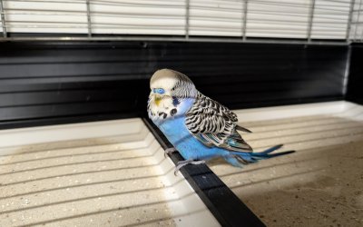 Fundwellensittich 14.10.2025