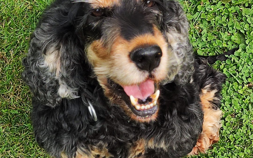 Bo sucht ein neues Zuhause