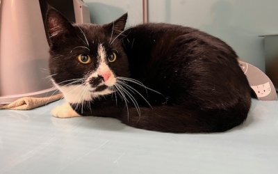 Fundkater – Hartenholm