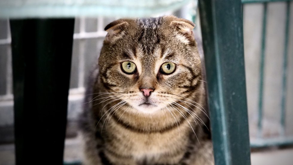 Gorden, Schottische Faltohrkatze – Tierheim Henstedt-Ulzburg