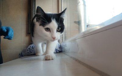 Fundkitte aus Norderstedt