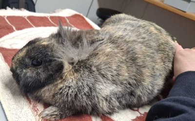 Kaninchen Stuvenborn