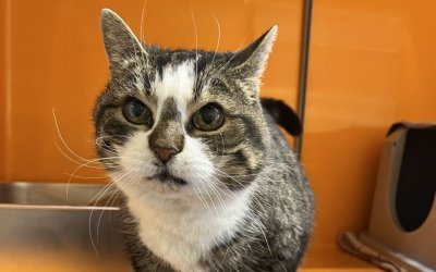 Hetti – Wohnungshaltung