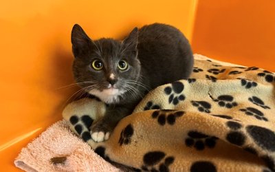 Ophelia – Freigang (nach Kastration)