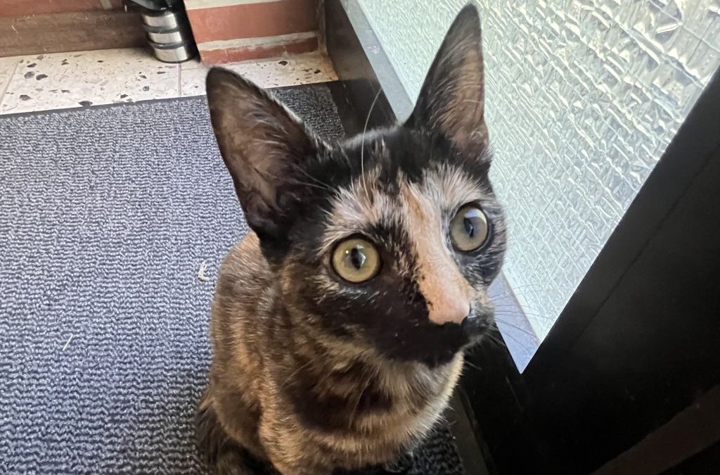 Amira & Sakina suchen ein Zuhause