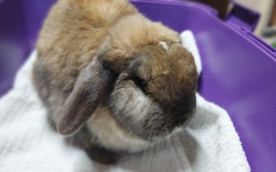 Rammler kastriert H.-U.