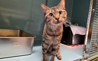 Harriet – Freigängerin