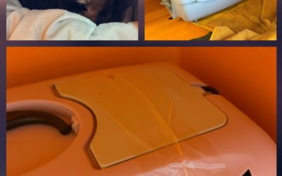 2 ausgesetzte Katzen aus Henstedt-Ulzburg