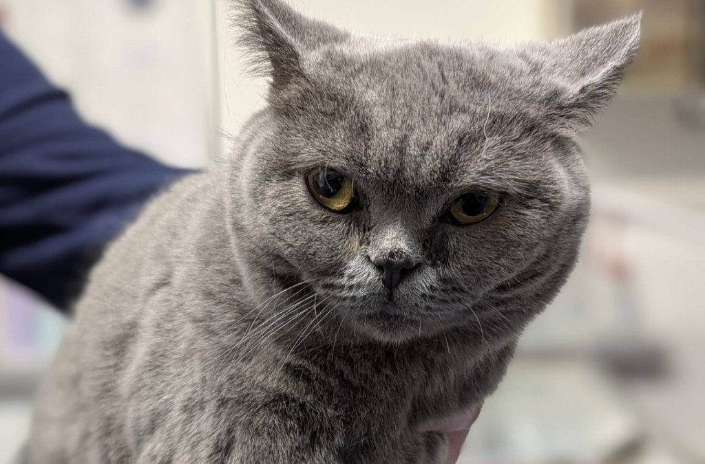 Fundkatze – Norderstedt