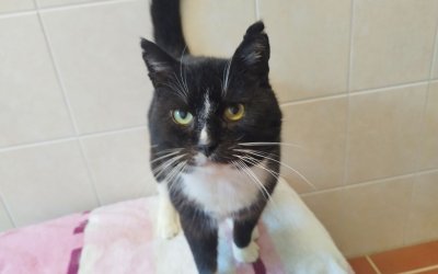 Horst – Dauerfreigänger