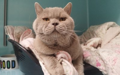 Pamuk – Freigänger