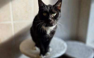 Chester – Hospizplatz in Wohnungshaltung mit gesichertem Freigang – zieht aus