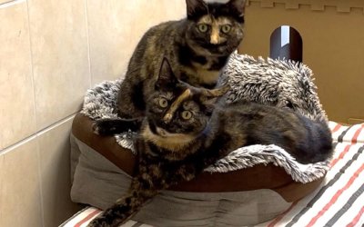 Arya & Sansa – Wohnungshaltung