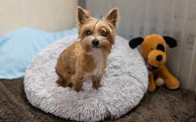 Balthasar ist glücklich vermittelt