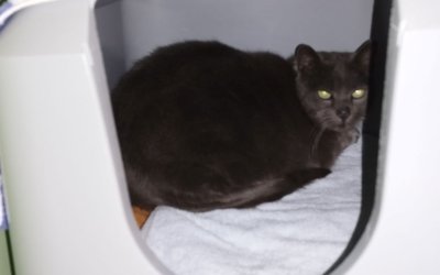 Fundkatze Kaltenkirchen