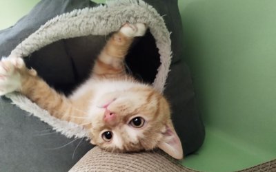 Jaro – Freigänger (nach Kastration)