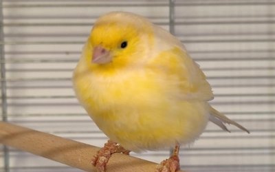 Kanarien Norderstedt