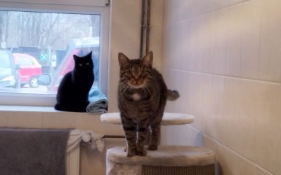 Lorelai & Rory – Freigängerinnen